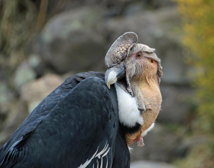 A close-up profile view of an Andean condor showing its bare head, white neck ruff, and hooked beak against a rocky backdrop.