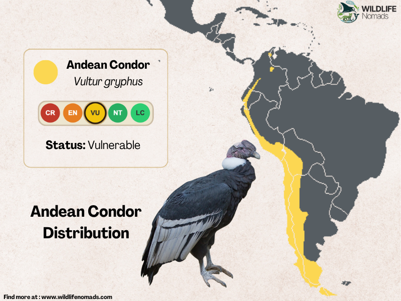 a map showing the distirbution of the andean condor in south america