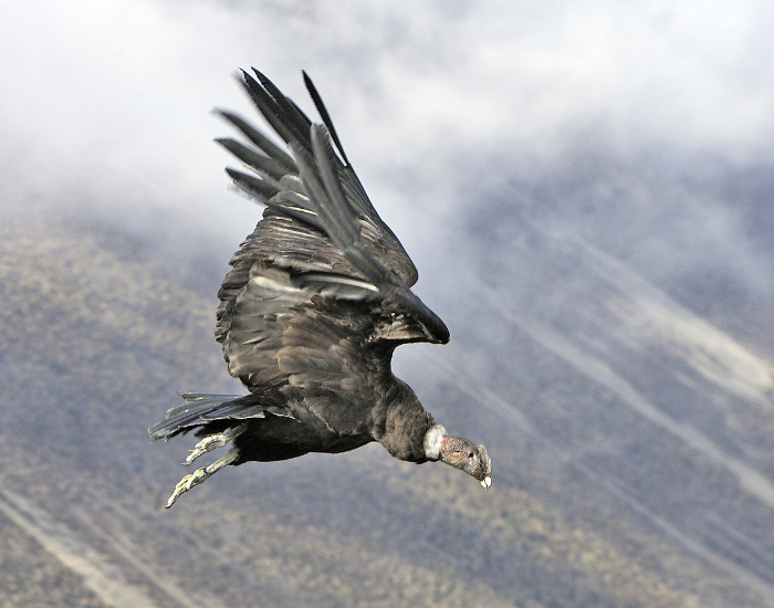 an andean condor flying over mountains