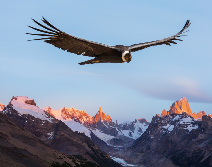 andean condor flying