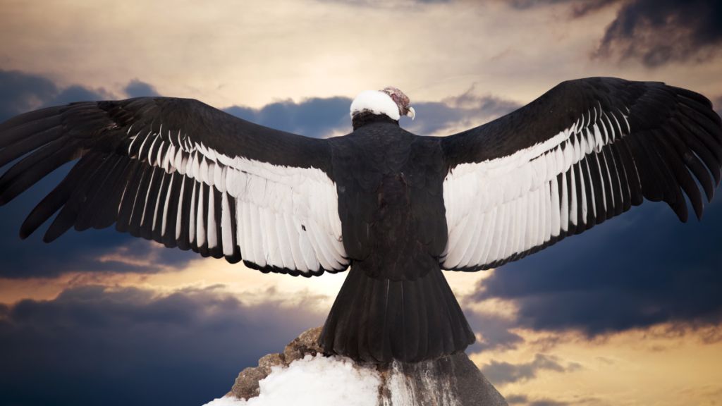 An Andean condor perches on a snowy rock with its massive black and white wings fully outstretched toward the camera against a dramatic, cloudy sunset sky.