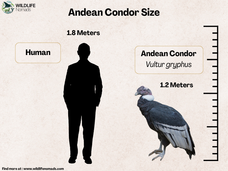 a wildlife nomads infographic from an andean condor vs a human