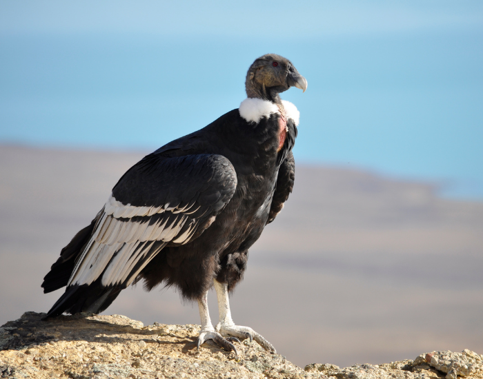 An Andean condor standing upright on a rocky ledge, looking out over a wide landscape.