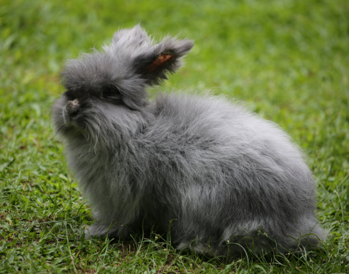 A fluffy, gray Angora rabbit sitting in a lush green grassy field.