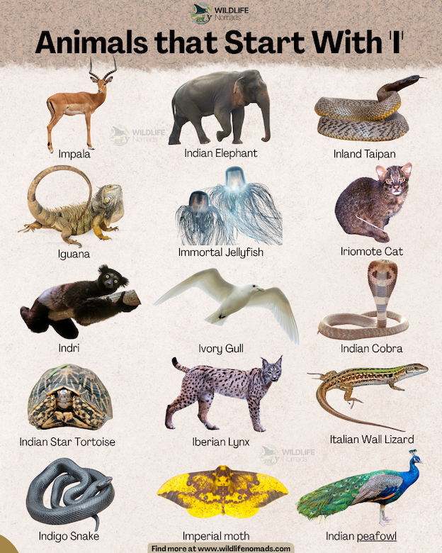 An educational chart by Wildlife Nomads titled "Animals that Start With 'I'". The graphic features 15 different animal species with their names against a textured beige background, including an Impala, Indian Elephant, Inland Taipan, Iguana, Immortal Jellyfish, Iriomote Cat, Indri, Ivory Gull, Indian Cobra, Indian Star Tortoise, Iberian Lynx, Italian Wall Lizard, Indigo Snake, Imperial Moth, and Indian Peafowl.