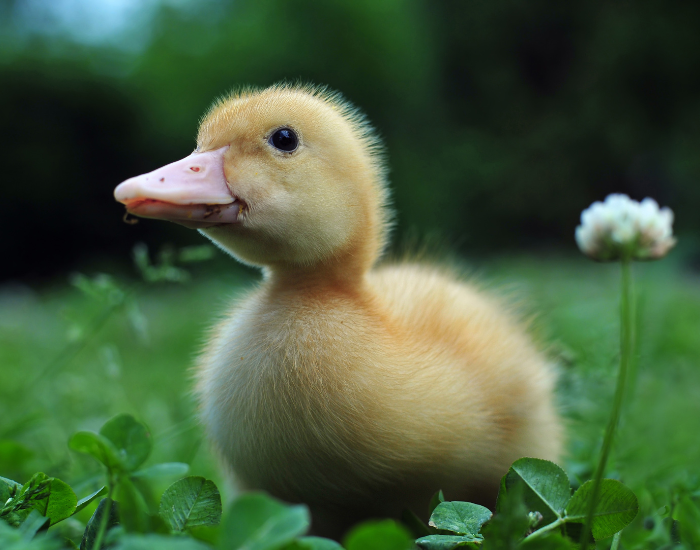 baby duck in grass