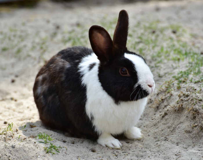 A black and white Dutch rabbit resting on a light-colored stone path.