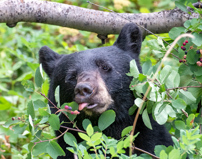 Close-up of a black bear with its tongue sticking out as it eats ripe wild berries directly from a leafy branch.