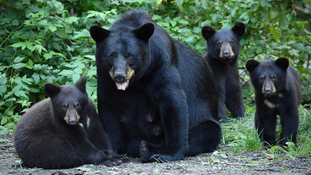 a family of black bears in the wild