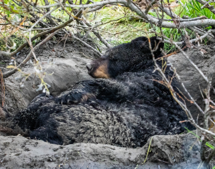 A large black bear sleeping soundly inside a shallow dirt den dug beneath low-hanging tree roots and forest brush.