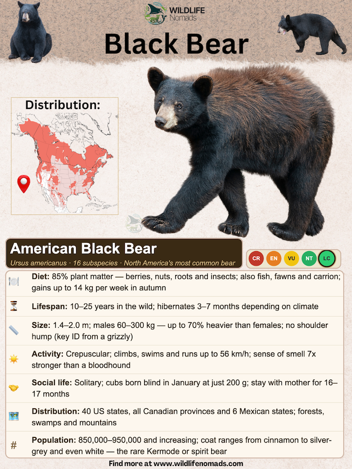 Infographic profiling the American Black Bear by Wildlife Nomads. Features a distribution map of North America, diet, size, lifespan, and social habits.