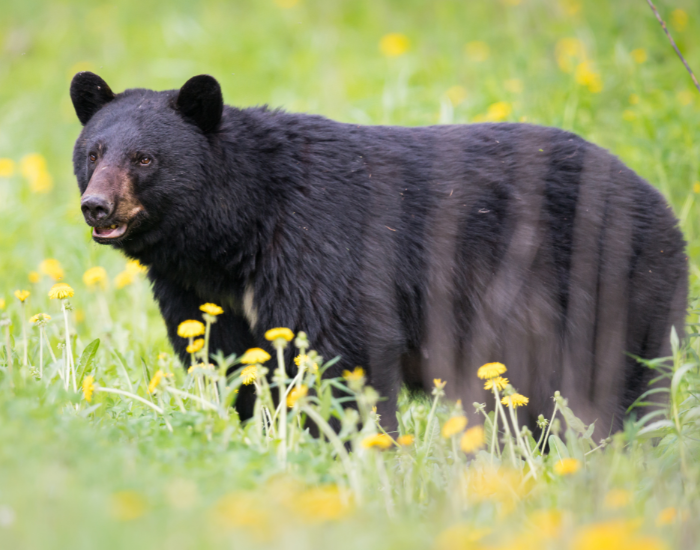 A large adult black bear walking through a bright green meadow filled with blooming yellow dandelions.