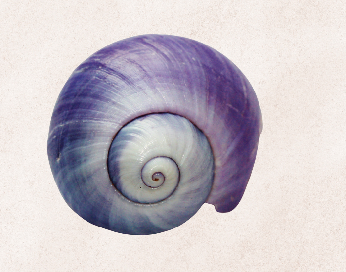 A clean studio shot of an empty ramshorn snail shell showing a vibrant gradient of deep purple and pearlescent blue spirals on a textured, off-white background.