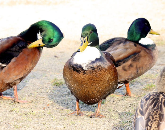 Two male Swedish ducks with iridescent green heads and brown bodies resting on sand.