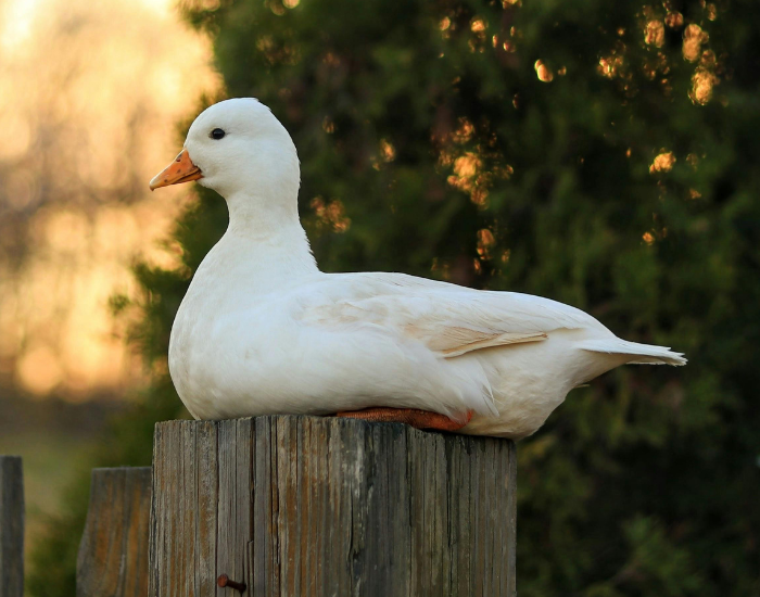 A small white Call duck perched on a wooden beam outdoors.