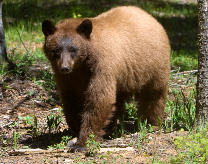 A cinnamon-phase American black bear with warm, reddish-brown fur walking forward through a sun-dappled forest clearing.