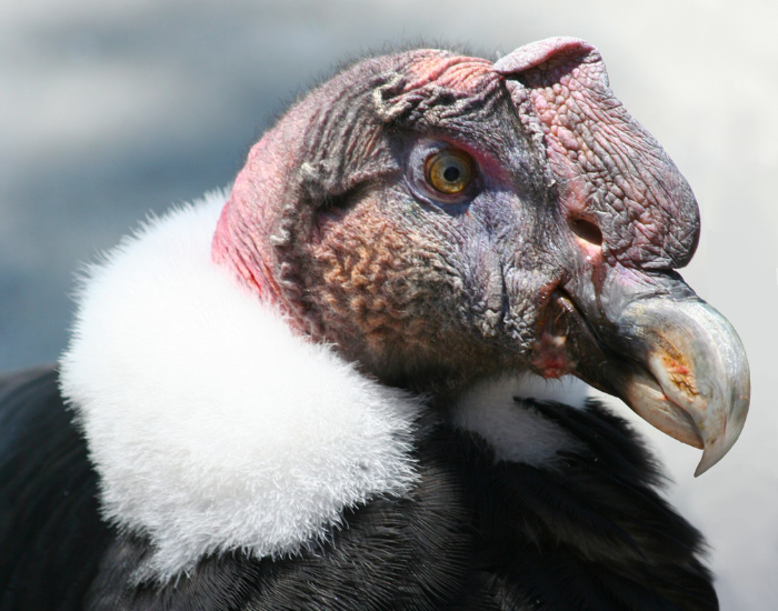 A detailed close-up shot of an Andean condor's head, highlighting its distinct facial features, reddish skin, and white feathered collar.