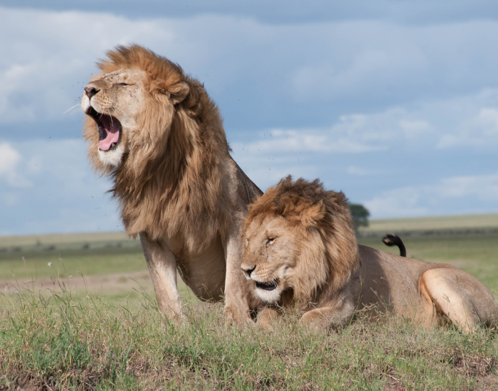 couple of lions in the wild on a grassland