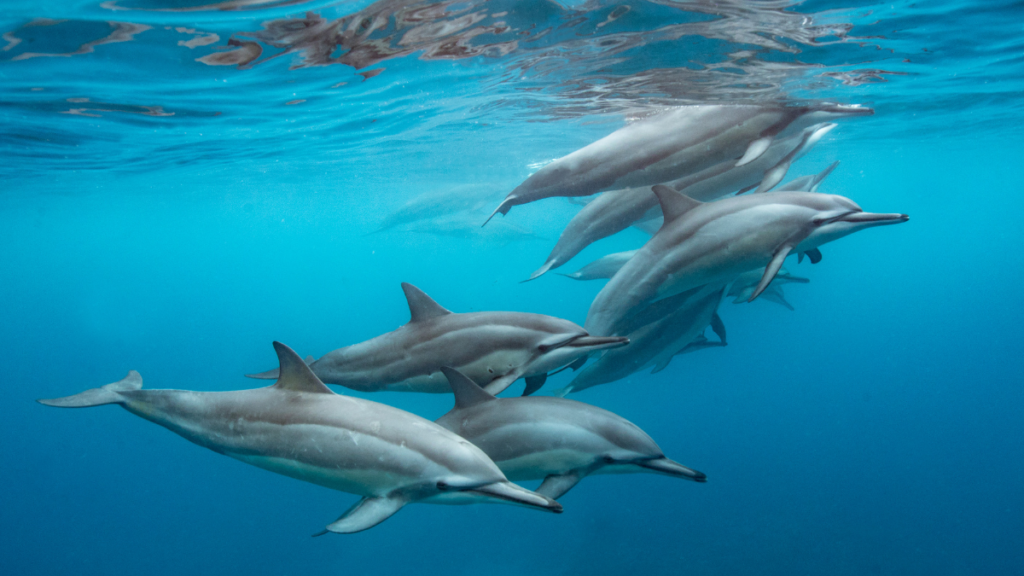 dolphin pod swimming underwater