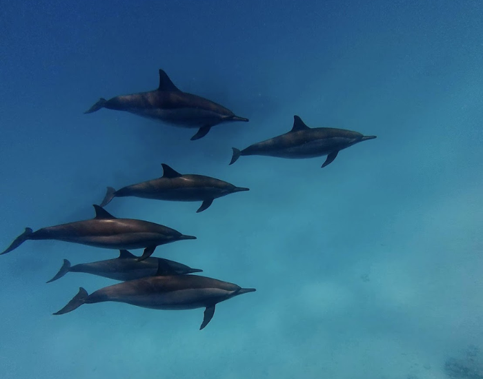 dolphin pod in the red sea swimming underwater