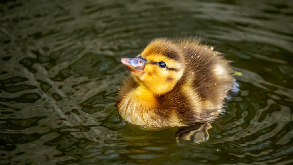 A fluffy yellow and brown duckling swimming in rippling water with its bill raised slightly.