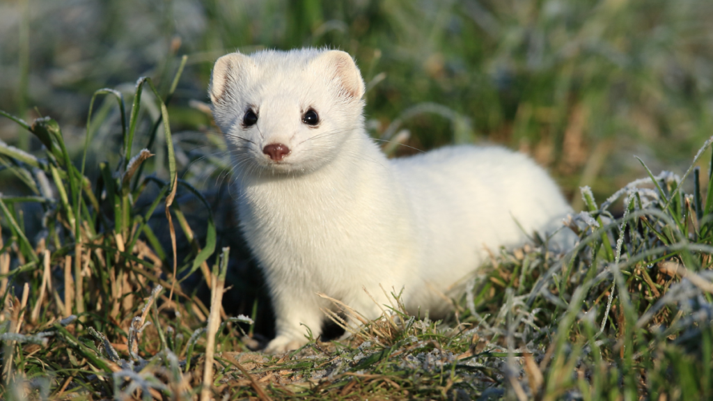 A fluffy, pure white ermine with dark round eyes and a pinkish nose standing among frosted grass blades in winter.