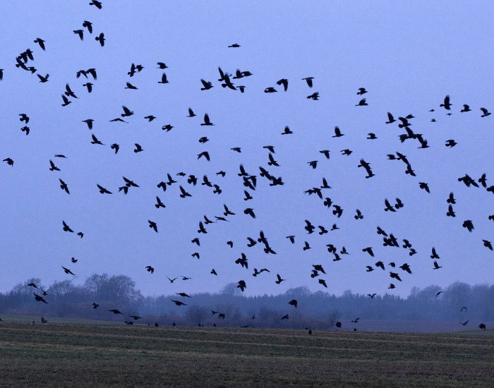 a flock of rooks flying