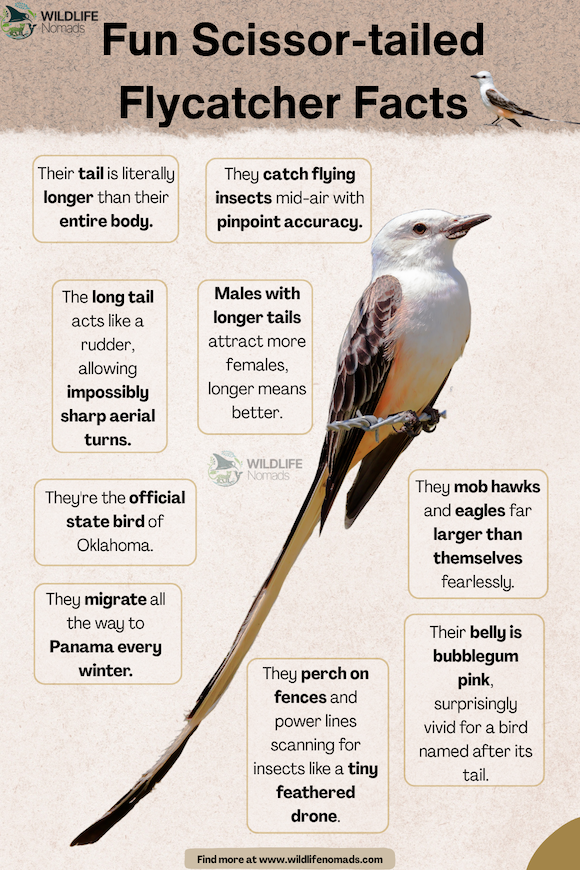 ducational graphic listing facts about the Scissor-tailed Flycatcher, including its state bird status in Oklahoma, migration to Panama, and tail-assisted aerial agility.