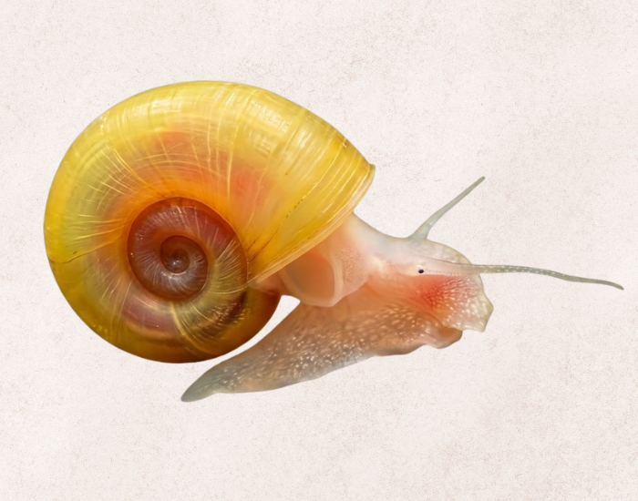 A golden ramshorn snail with a translucent, bright yellow shell and a delicate pale-pink body is pictured against a textured, off-white background.
