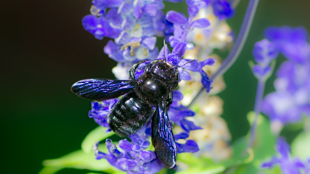 close up of a blue carpenter bee on purple flowers