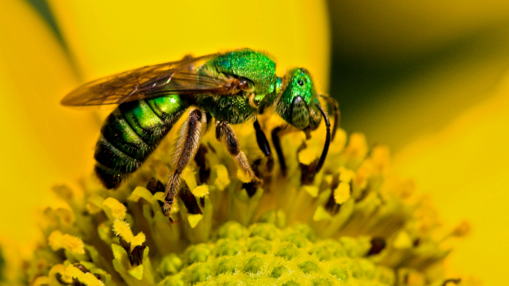close up opf a green bee on top of a flower