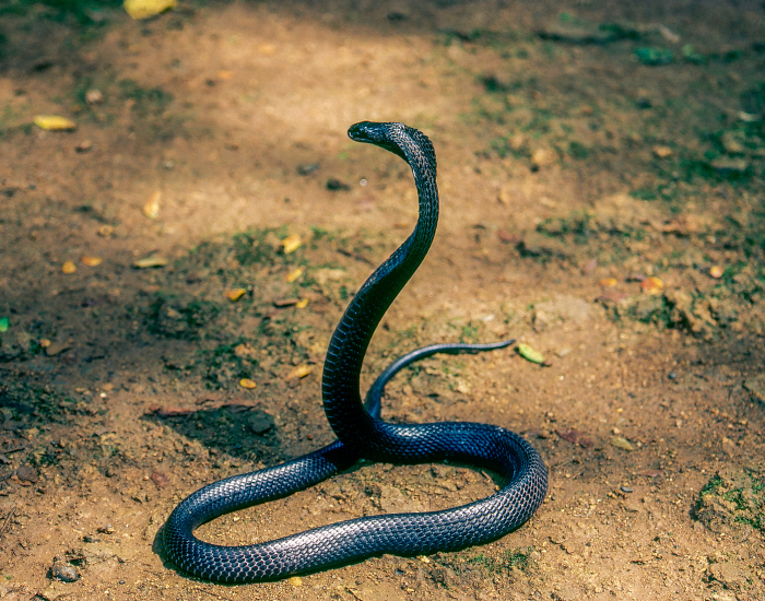 an Indian Cobra in defensive position