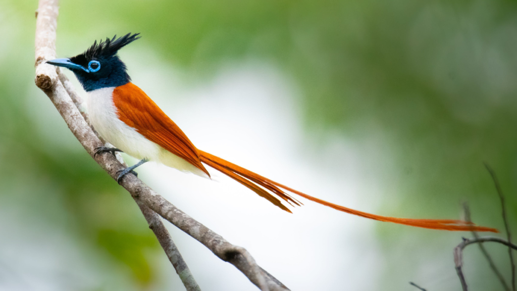 an indian flycatcher in the wild