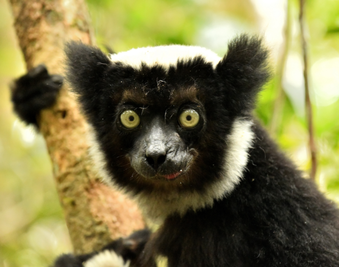 close up of an indri clinging to a tree
