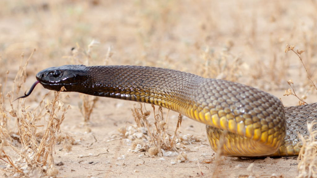 close up of an inland taipan in an arid environment