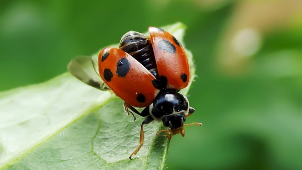 a ladybird opening its wings on the tip of a leaf
