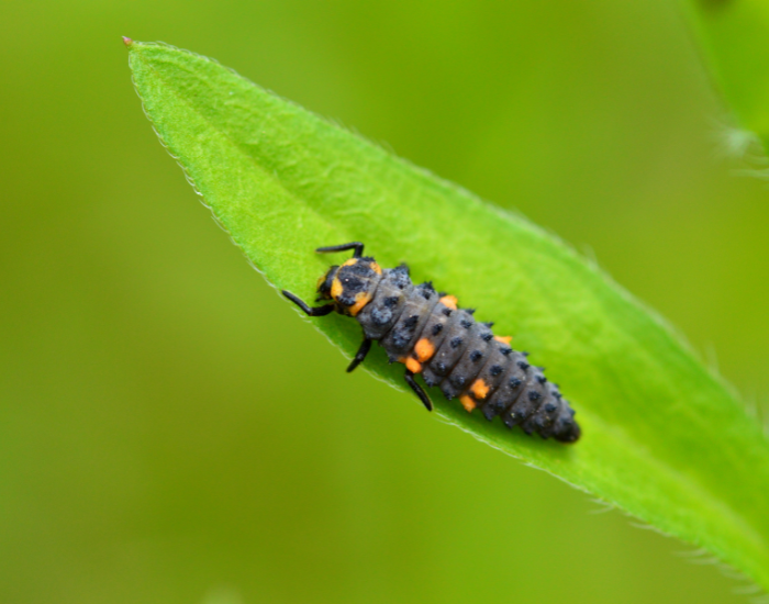 A black and orange ladybird larva crawling on a bright green leaf.