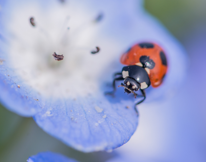 A small red ladybird resting on the petal of a light blue flower.