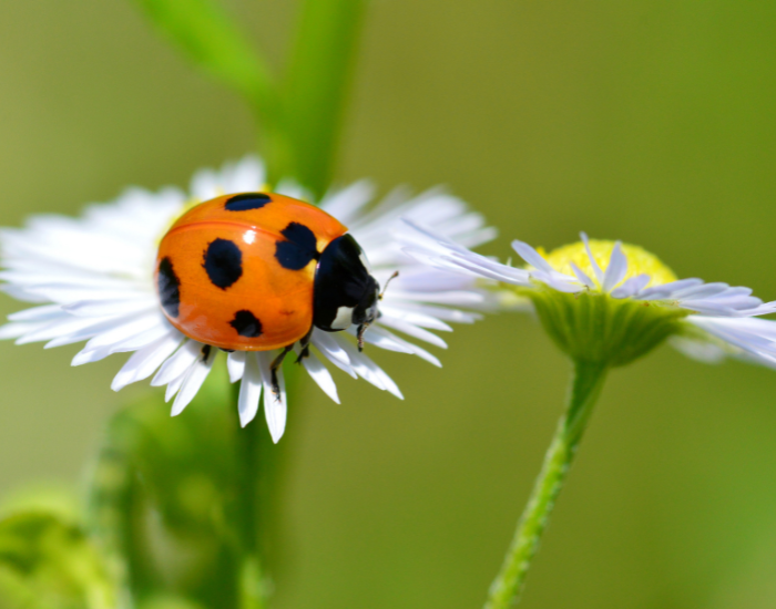 A red ladybird perched on a white and yellow daisy flower.