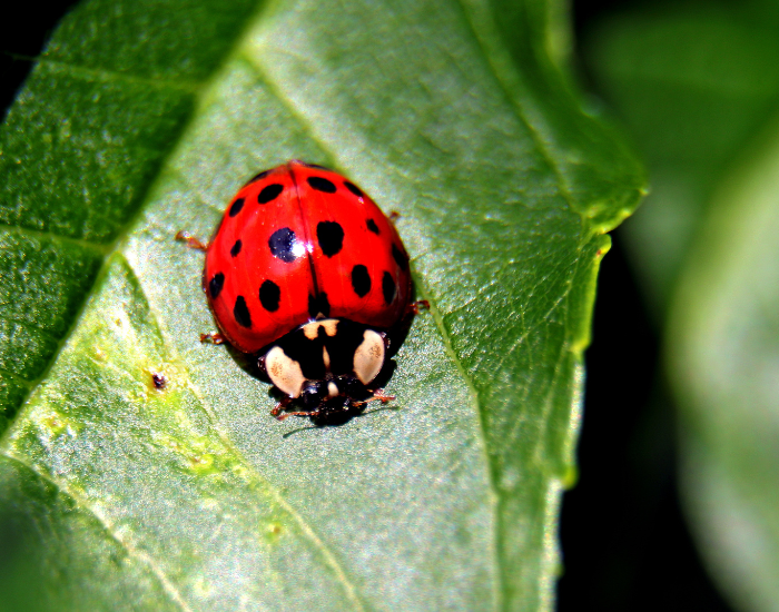 Red ladybird crawling on a textured green leaf under bright sunlight.