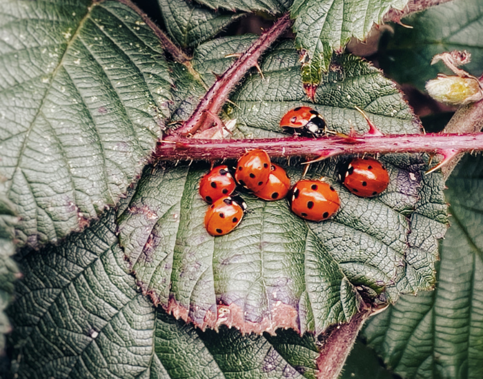 a group of ladybirds on waking up from hibernation