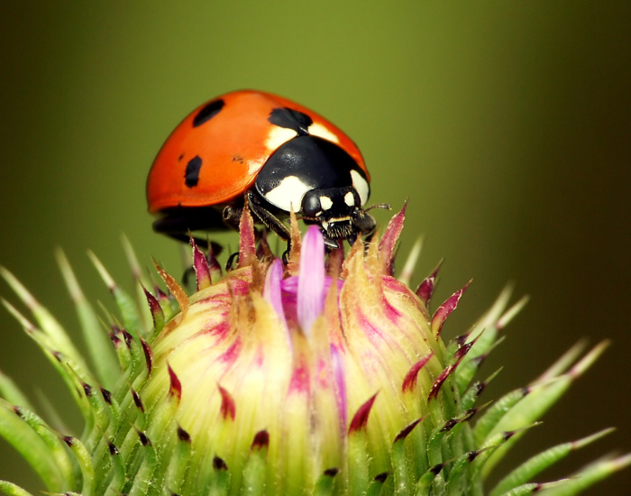 A red ladybird walking on top of a prickly pink and green flower bud.
