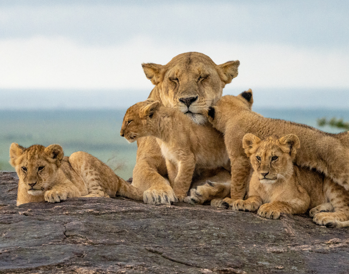 a mother lioness and four or five cubs