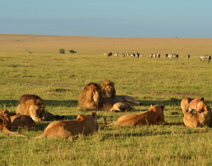 A pride of lions resting together spread out across the vast open grasslands of the savanna.
