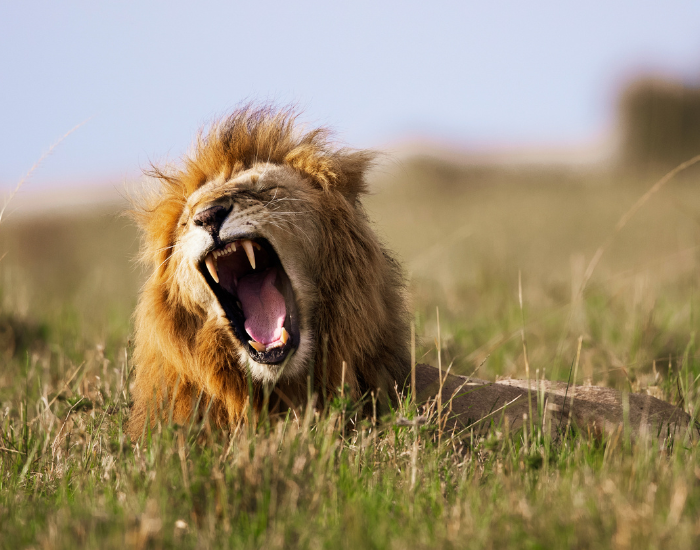 Close-up of a male lion roaring with its mouth wide open in a green grassy field.