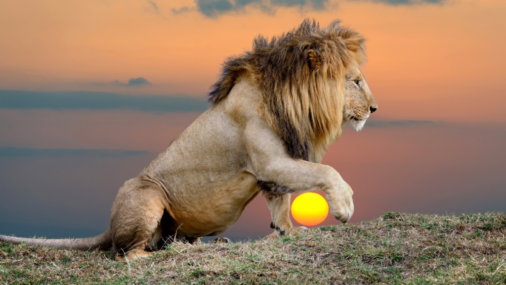 wild lion with a sunset on the background