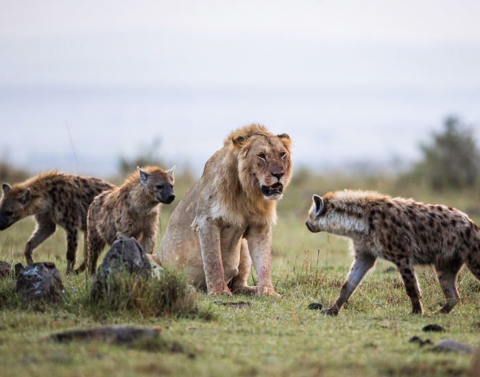 An adult male lion facing off against a pack of spotted hyenas in the wild.