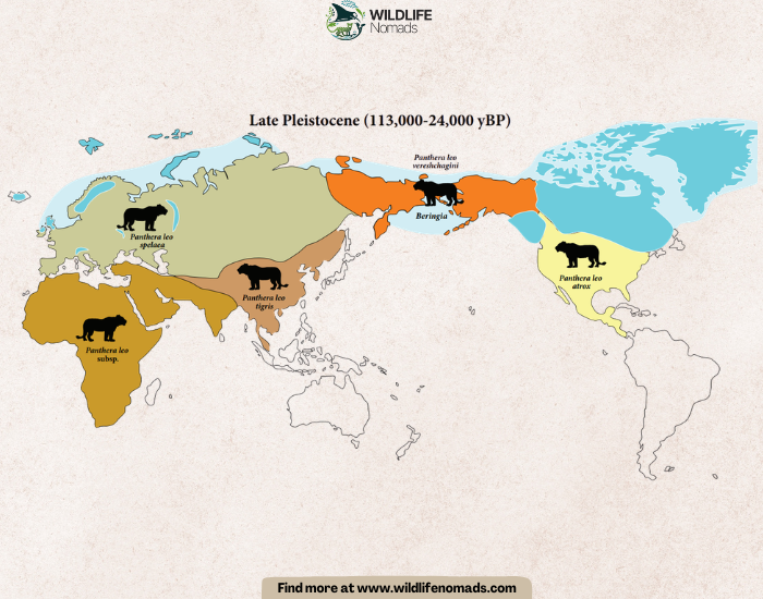 A world map showing the geographic distribution of various lion species and subspecies during the Late Pleistocene period, including Panthera leo spelaea, Panthera leo vereshchagini, and Panthera leo atrox.