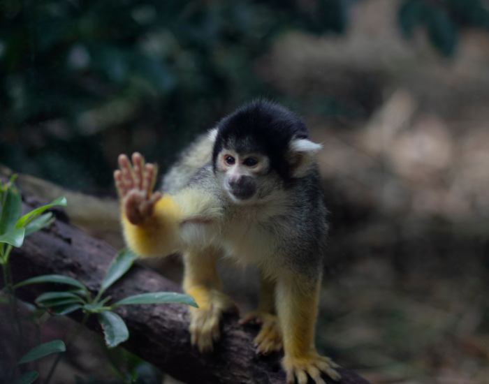 a young squirrel monkey on a tree branch