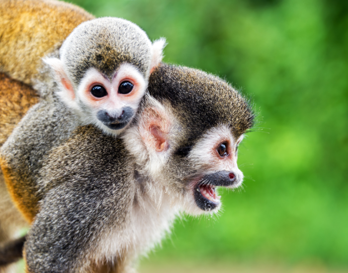 a mom squireel monkey and a baby hanging from its back